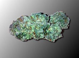 Dankonomics Genetics Blue Tooth Regular