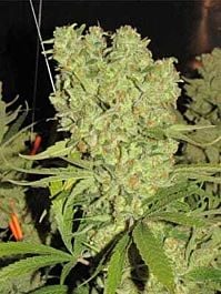 Seedism Seedbank BLZ Bud Feminized