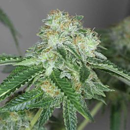 Gage Green Seeds Bright Moments Regular