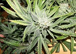 Bodhi Seeds Blue Tara Regular