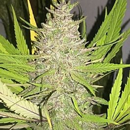 Bodhi Seeds Black Lotus Regular