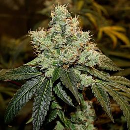 Bodhi Seeds Chem Kesey Regular