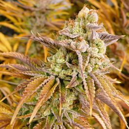 Bodhi Seeds Hollyweed Regular