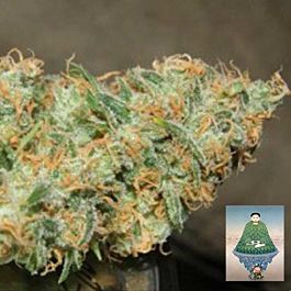 Bodhi Seeds Prayer Tower Regular