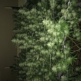 Bodhi Seeds Space Monkey Regular