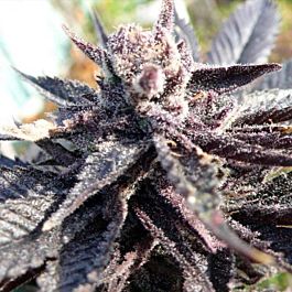 Bodhi Seeds Tranquil Elephantizer Regular