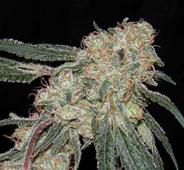 Bodhi Seeds Pagoda Regular