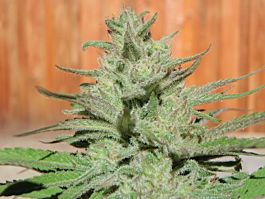 Bodhi Seeds Satsuma Regular