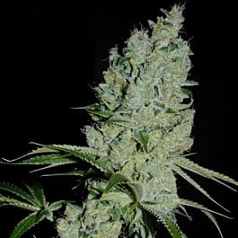 Bodhi Seeds Goji OG Regular