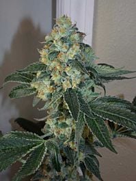 Bodhi Seeds Pura Vida Regular
