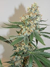 Bodhi Seeds Silver Mountain Regular
