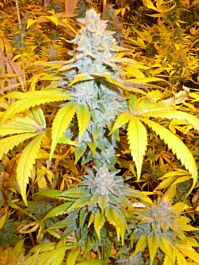 Bodhi Seeds Solo's Stash Regular