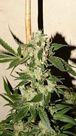 Bodhi Seeds The Fuzz Regular