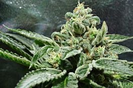 Gage Green Seeds Blessings OG Regular
