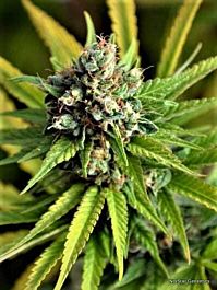 Norstar Genetics Borgota Breeze Regular