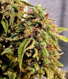 Holy Smoke Seeds Bong Biscuits Regular