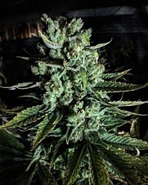 Mosca Seeds Boom Boom Regular