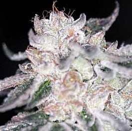 SINCITY Seeds Bora Bora Feminized