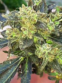 Cali Connection Boss Hogg Feminised