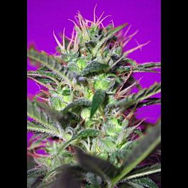 Sweet Seeds Botafumeiros Feminised