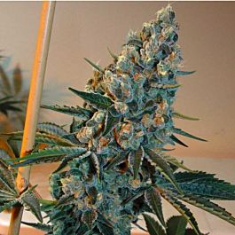 Gage Green Seeds Bright Puff Regular
