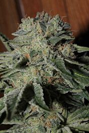 Gage Green Seeds Banana Puff Regular
