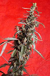 Delta 9 Labs Brainstorm Haze Regular