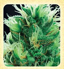De Sjamaan Seeds Brainstorm Regular