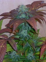 Hazeman Seeds Breakout Regular