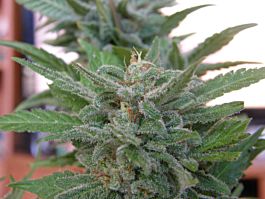 Dr Underground Brooklyn Mango Feminized