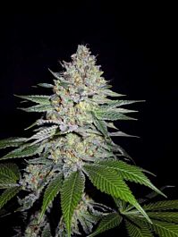 Karma Genetics Brotherhood OG Regular