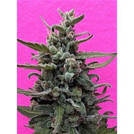 Breaking Buds Seeds Brownie Auto Feminized