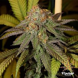 Flavour Chasers Bruce Banner Feminized