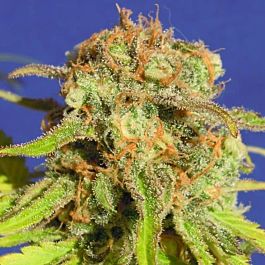 Original Sensible Seeds Bruce Banner #3 Auto Feminized