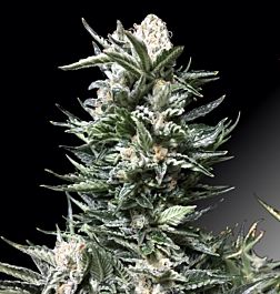Cream Of the Crop Seeds Bruce the Russian Feminized