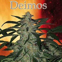Buddha Seeds Deimos Auto Feminised