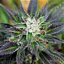 Norstar Genetics Bubba Fresh Regular