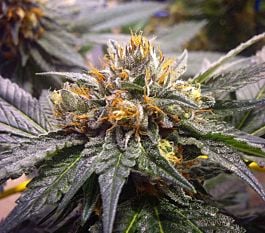 Loud Seeds Bubba Kush Pre 98 Feminized