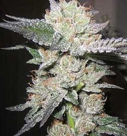 Apothecary Genetics Bubba Berry Regular