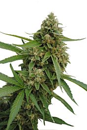 CBD Botanics CBD Bubba Kush Feminized