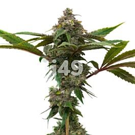 Bubba's Gift Feminized Cannabis Seeds 