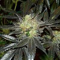 Reeferman Seeds Early Bubba Kush Regular