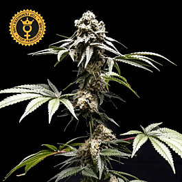 Fizzy Gum Feminized - World Breeders