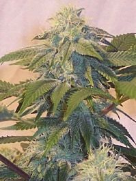 Hazeman Seeds Bubba's Widow Regular