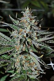 Rare Dankness Seeds Bubba's Trainwreck Haze #1 Regular