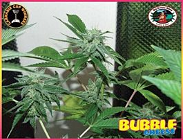 Big Buddha Bubble Cheese Feminised
