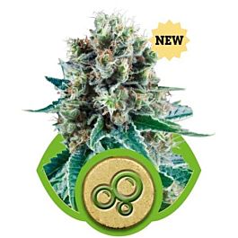 Royal Queen Seeds Bubble Kush Automatic Feminized