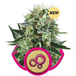 Royal Queen Seeds Bubble Kush Feminized