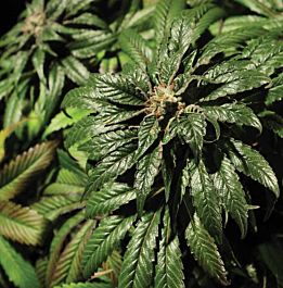 The Bulldog Seeds Bubblegum Kush Feminized