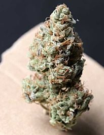 T H Seeds Bubblegum Regular